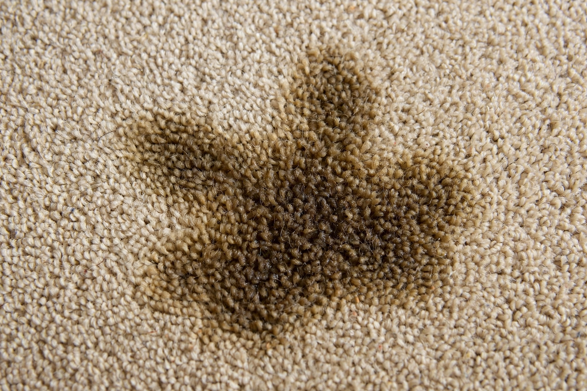 Applying enzyme-based pet stain cleaner to a carpet spot for deep odor neutralization
