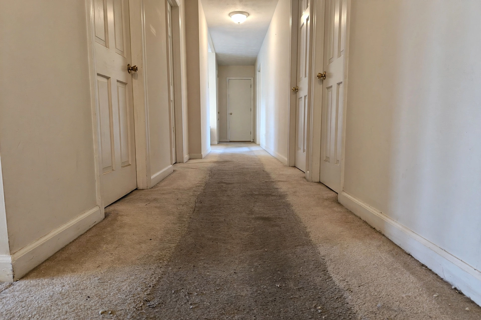 Person vacuuming a carpet slowly with a high-quality vacuum cleaner for routine maintenance